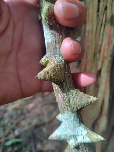 多納六秀 京大山2957535