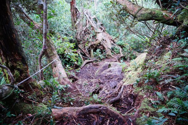 新竹關西鎮 水田林道之貴妃&那結山連走1539728