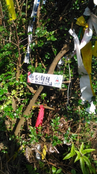 黃金五、六稜: 劍龍稜、鋸齒稜，茶壺山94497