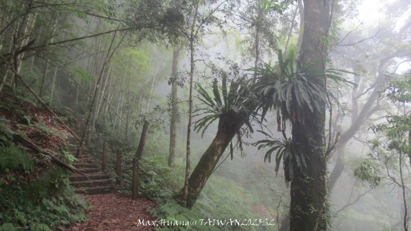《雲林》望好望角｜石壁山嘉南雲峰步道(中側登山口）202506072805482
