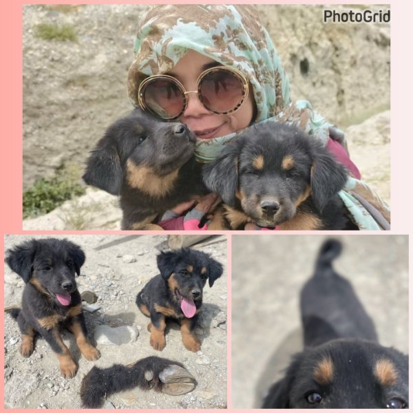 西藏♥️可愛動物🐎人物寫真/拉薩旅拍/美食2903012