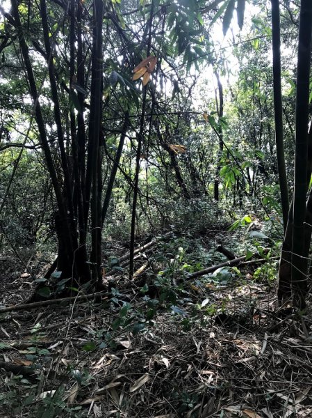 09/20白雲山幾乎無路線爬山體驗443622