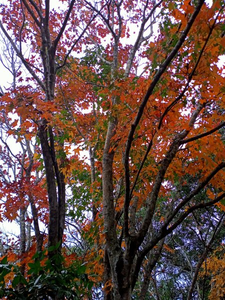 【小百岳集起來】土庫岳、紅葉山莊楓紅璀璨1222005