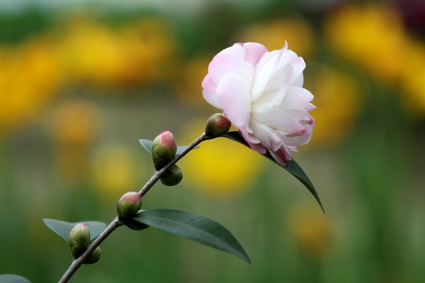 杉林溪賞花872573