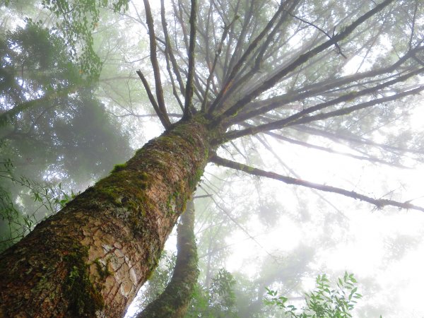 【新竹】觀霧迷幻森林：檜山巨木群步道1111951