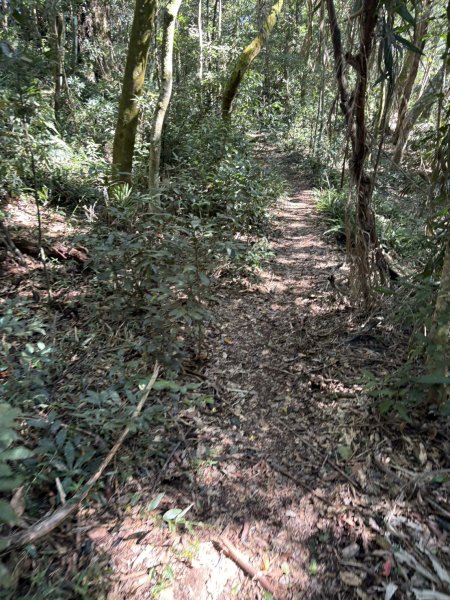 20251116鳴海山、網子山登山步道2938387