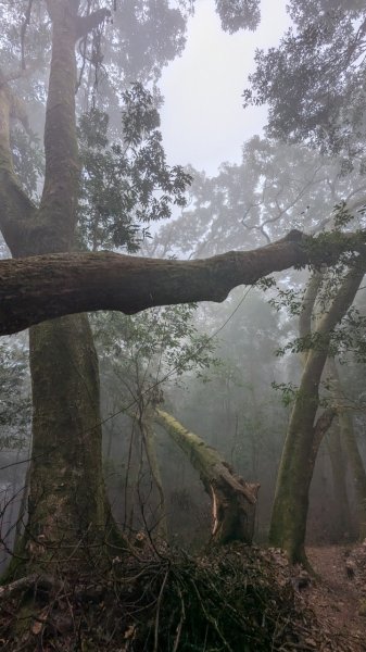 橫龍山、橫龍古道2682953