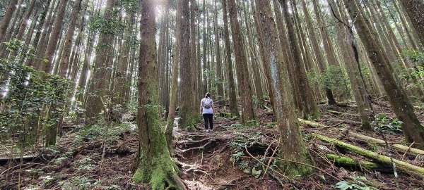 2025/06/22_民都有山登山步道2818019