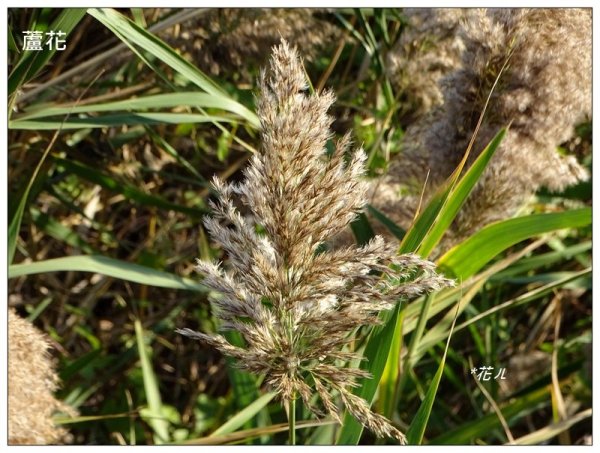 三媽縱走 ( 半天寮山、好望角、白沙屯山 連走 )2973297