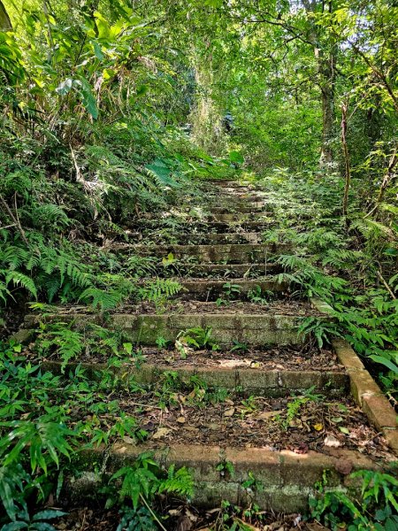 大山背麒麟步道 - 2024森遊竹縣皮皮獅Hike客任務2554888