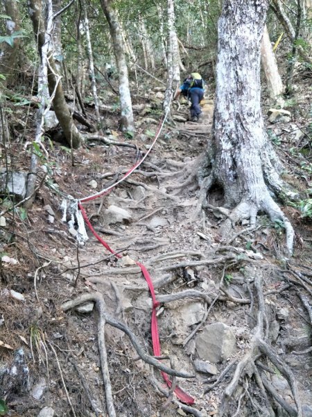 谷關七雄：八唐縱走(八仙山、唐麻丹山)1507581