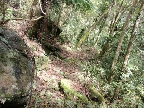 坪林區小粗坑古道+小粗坑山+環山路+楣子寮尖+貴妃池O型2994458