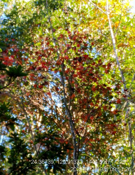 20231209_馬那邦山2374555