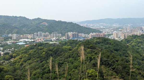 112.04.04王公坑山-烏塗窟山之開滿血藤花2120599