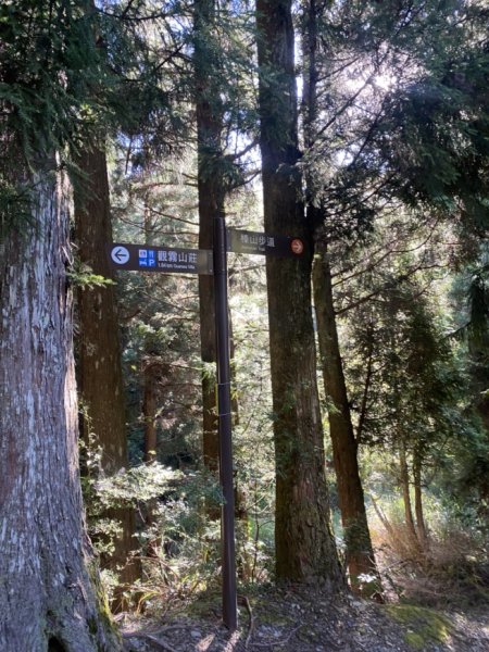 觀霧森林遊樂區（榛山及檜山巨木步道）3060130