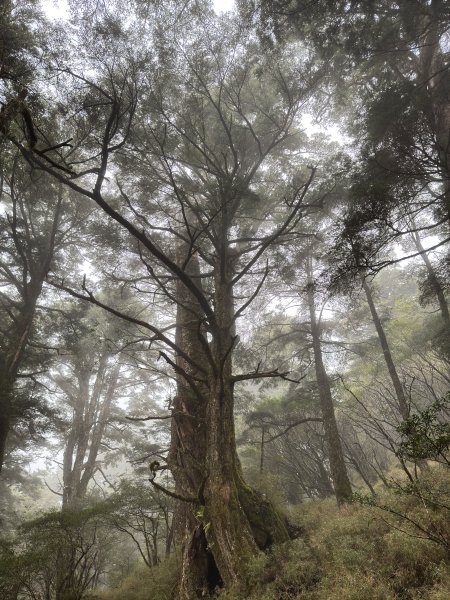 20250110 庫哈諾辛山(進涇橋登山口)2686255