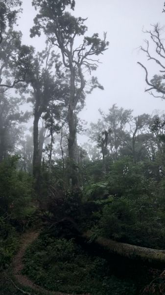 鵝公髻山（小百岳）O型走345814