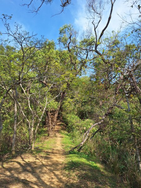 造橋口山古道202503122734387