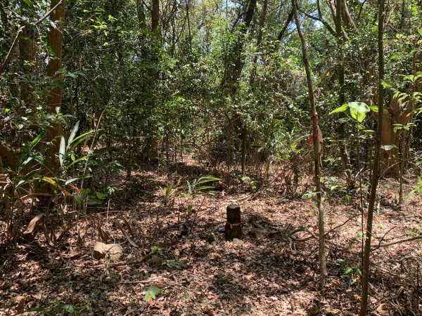 20250503屏東埔姜山東2781517