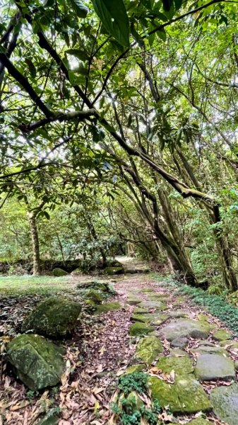 陽明山之美💙擎天崗--大油坑-挑硫古道2515240