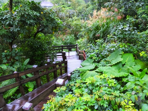 雨櫻虎山溪步道265309