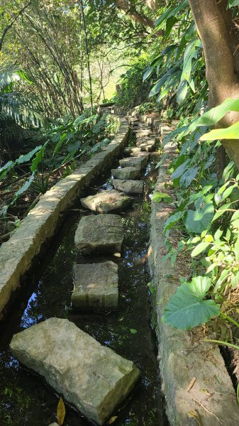 2025-0130溪和宮-大崎頭步道-鵝尾山-平溪步道-鵝尾山水田-42巷-溪山百年古圳-平菁步道2701968