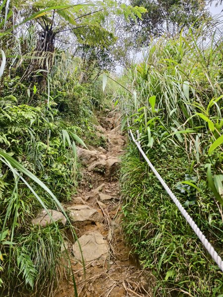 [百山百鳥尋旅-11/15] 2025_0927 大屯主峰-連峰步道_大屯山西峰2899461