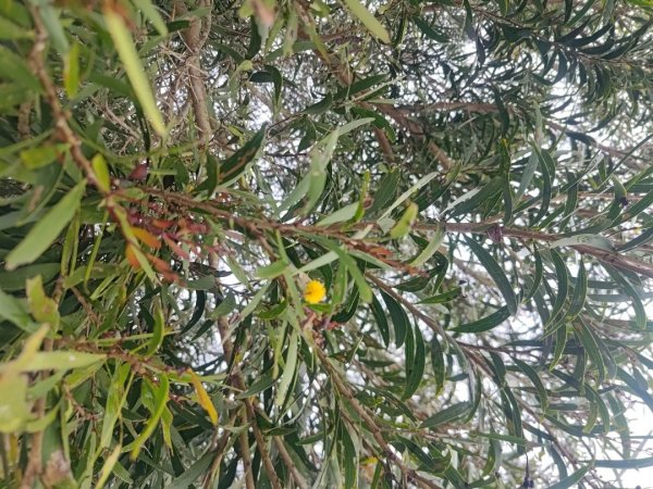 梅山鄉撿山頭2449384