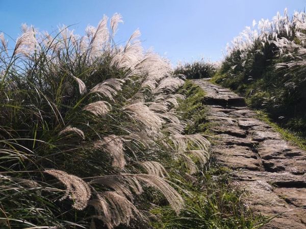 陽明山秋芒：風櫃嘴—頂山—石梯嶺—擎天崗309486