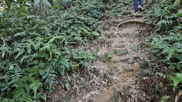 20251216太平山石門山小粗坑山O型+蕃薯藤TINA廚房2972557