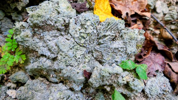 大崗山,盤龍峽谷2954502