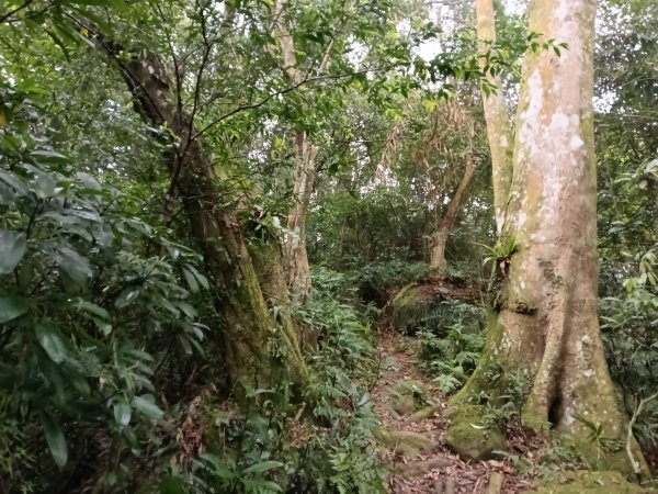 關西鎮太元宮-赤柯山-赤柯山南峰-東獅頭山-西獅頭山-東獅頭山8字走3022872