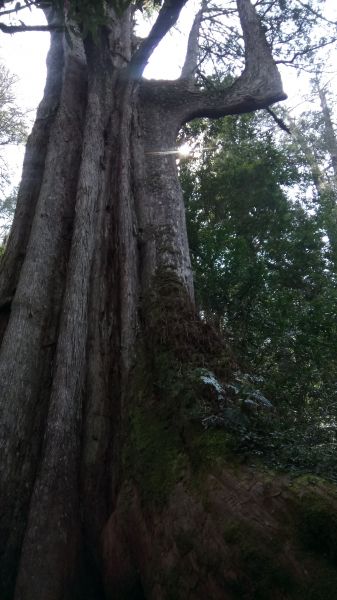 鎮西堡巨大神木探訪