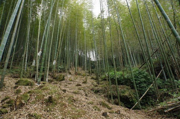 南投 鹿谷 大崙頭山、貓冬望山、樟空倫山、志騰山、竹崙山2993352