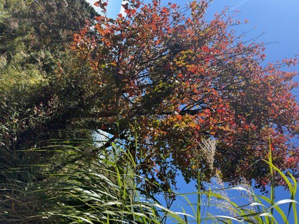 1141215塔山步道2962699