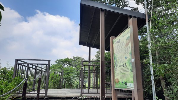 《南投》峰峰相連｜草屯九九峰森林步道O型202509062879259