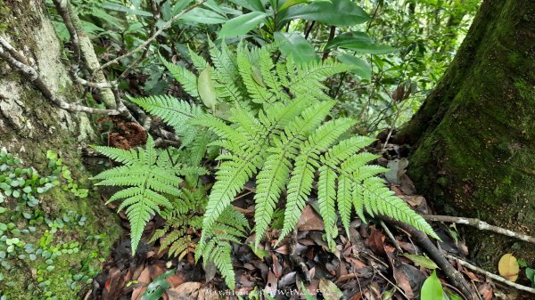 《雲林》望好望角｜石壁山嘉南雲峰步道(中側登山口）202506072805335