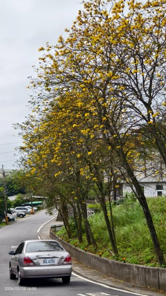 #中山樓 #陽明公園 #十八份 #吉野櫻 #墨染櫻（花葉同開） #山海觀馬場 #黃花風鈴木3011431