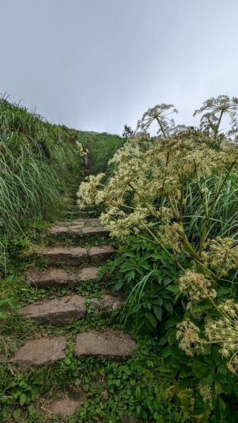 112.06.04走遍陽明山尋寶任務之大屯山2173564