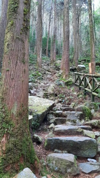 《台中》魔幻杜鵑林｜橫嶺山沙蓮山O型202303042051544