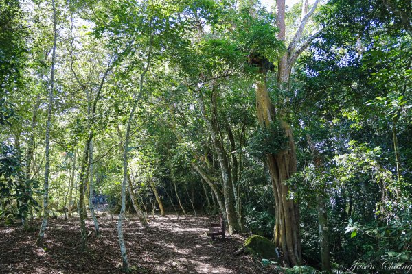 [苗栗]馬那邦山2355193