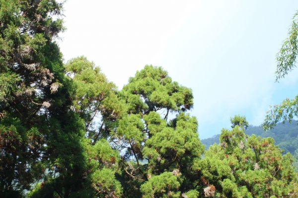 奮起湖步道194611