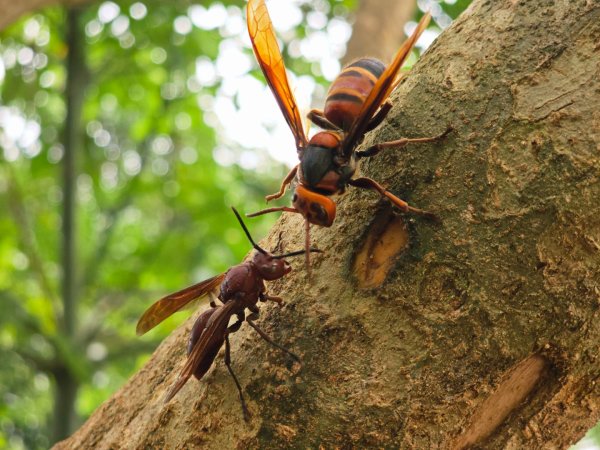 大坑9、10號步道-(台中)臺灣百大必訪步道2805948