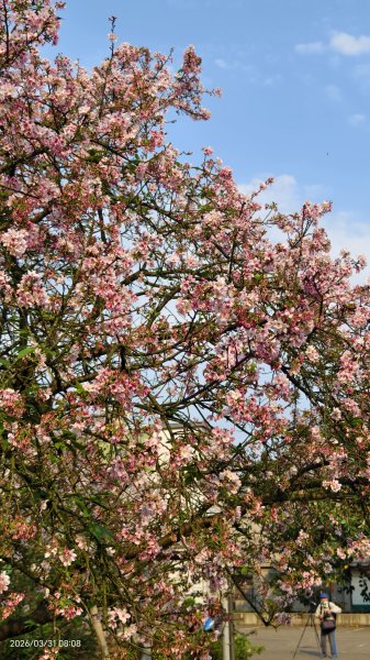 #大鳳蝶 (雌無尾) #綠繡眼 #頂湖小鎮 #紫藤 #觀音山 #日出 #天元宮 #吉野櫻 3/313026509