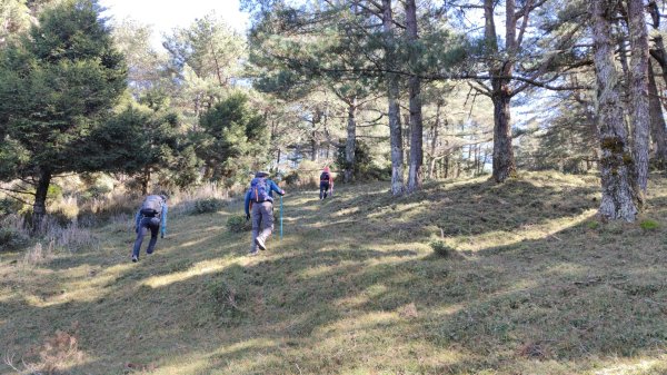 東埔上郡大山下對關山龍貓公車 2024年12月1日2659477