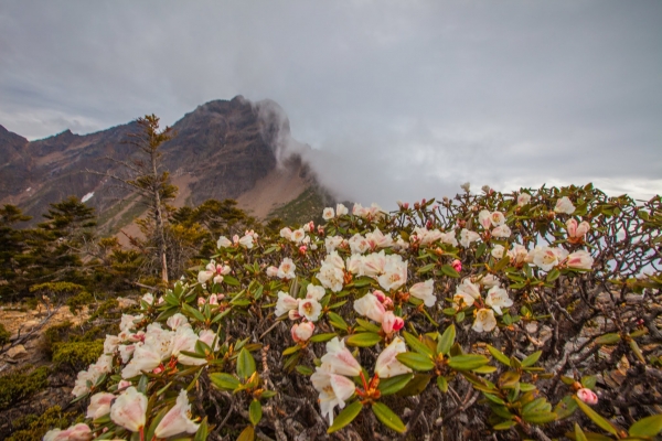 臺灣最高的杜鵑花 -玉山北峰，圓峰杜鵑花況42143