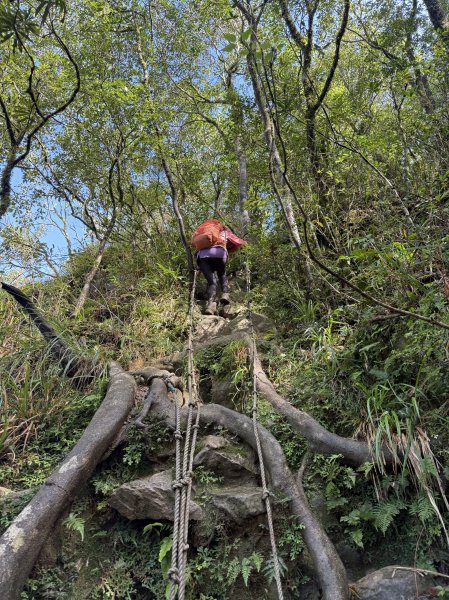 山毛櫸掉光光的 卡保逐鹿O繞 202511152937469