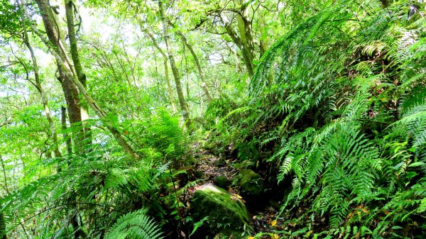 環七星山步道2837893