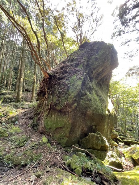 2020/03/12 那結山＆貴妃山 O形縱走1650325