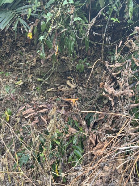 20250907高雄大崗山步道2914739